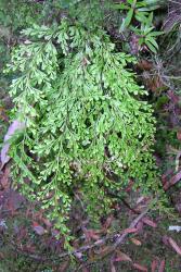 Lindsaea viridis. Mature plant with pendent 3-pinnate fronds. 
 Image: L.R. Perrie © Leon Perrie 2006 CC BY-NC 3.0 NZ